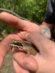 Lithobates sylvaticus image