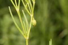 Spergularia canadensis