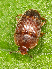 Stelidota geminata
