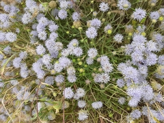 Jasione