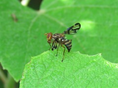 Idana marginata
