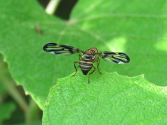 Idana marginata
