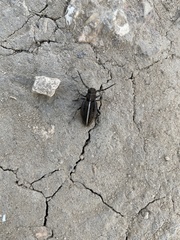 Dorcadion holosericeum