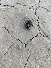 Dorcadion holosericeum