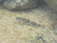 Mauligobius maderensis
