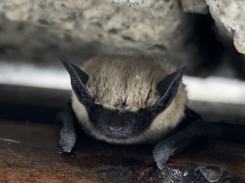 Canyon Bat