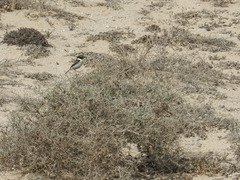 Saxicola dacotiae