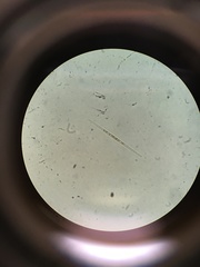Fragilaria