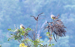 Tyrannus melancholicus