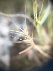 Festuca ambigua