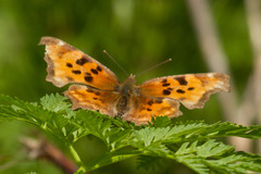 Polygonia oreas