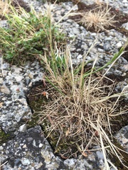 Festuca ambigua