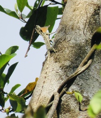 Draco indochinensis