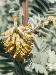 Acanthoscelides pullus