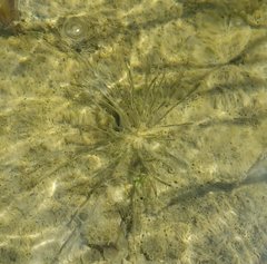 Eleocharis geniculata