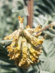 Acanthoscelides pullus