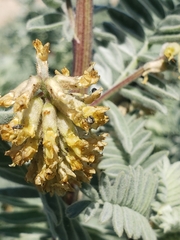 Acanthoscelides pullus