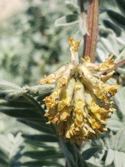 Acanthoscelides pullus