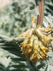 Acanthoscelides pullus