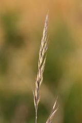 Festuca roemeri