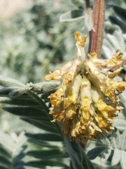 Acanthoscelides pullus