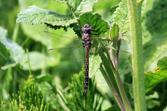 Rhionaeschna californica