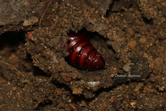 Polytela gloriosae