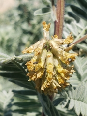 Acanthoscelides pullus