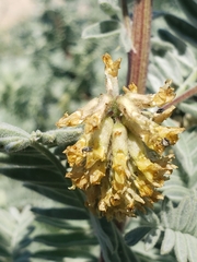 Acanthoscelides pullus