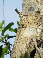 Draco indochinensis