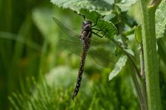 Rhionaeschna californica