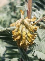 Acanthoscelides pullus