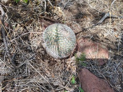 Mammillaria haageana
