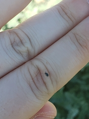 Acanthoscelides pullus