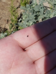 Acanthoscelides pullus