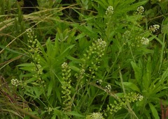 Lepidium campestre
