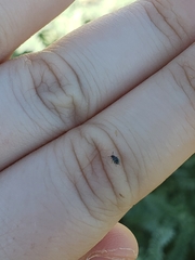 Acanthoscelides pullus