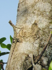 Draco indochinensis