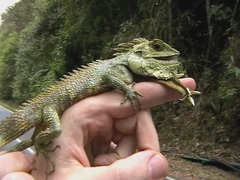 Hypsicalotes kinabaluensis