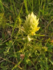 Melampyrum argyrocomum