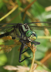 Gomphurus lineatifrons