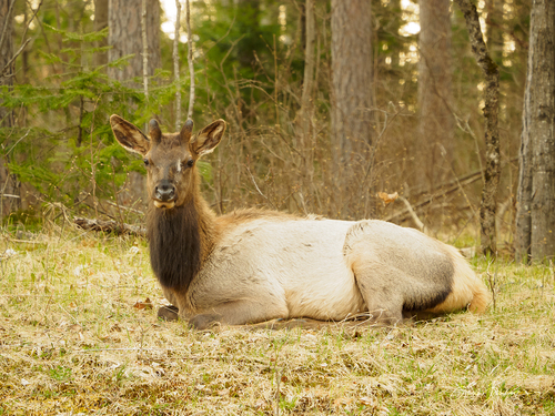 Elk photographed in Wisconsin