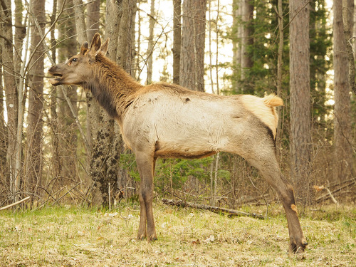 Elk photographed in Wisconsin
