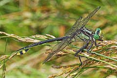 Gomphurus lineatifrons