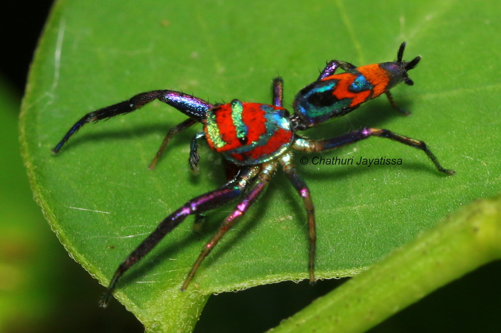 Chrysillini