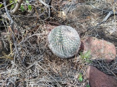 Mammillaria haageana