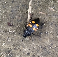 Nicrophorus defodiens