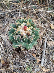 Coryphantha elephantidens