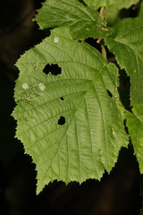 Phyllonorycter coryli