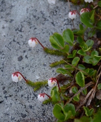 Harrimanella hypnoides